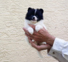 Photo №1. non-pedigree dogs - for sale in the city of Miami | 300$ | Announcement № 78218