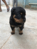 Photo №3. Rottweiler puppies. Australia