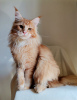 Photo №4. I will sell maine coon in the city of Rostov-on-Don. breeder - price - negotiated