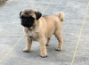 Photo №1. pug - for sale in the city of Kishinev | negotiated | Announcement № 124373