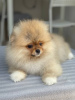 Photo №2 to announcement № 11406 for the sale of pomeranian - buy in Poland private announcement