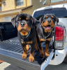 Photo №2 to announcement № 121106 for the sale of rottweiler - buy in Finland private announcement, breeder