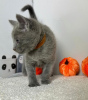 Photo №3. Two Russian Blue Kittens For sale. United States