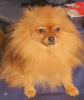 Photo №2 to announcement № 78095 for the sale of pomeranian - buy in Serbia breeder