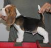 Photo №4. I will sell beagle in the city of Bonn. private announcement - price - 350$