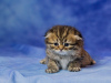 Photo №2 to announcement № 52476 for the sale of scottish fold - buy in Ukraine breeder