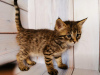 Additional photos: Chausie kittens F2