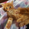 Additional photos: Purebred Maine Coon kittens for Adoption