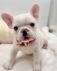 Photo №4. I will sell french bulldog in the city of Amsterdamscheveld. breeder - price - 229$