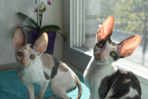 Photo №4. I will sell cornish rex in the city of Minsk. from nursery - price - Negotiated