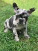 Photo №2 to announcement № 79566 for the sale of french bulldog - buy in Germany private announcement