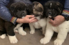 Photo №2 to announcement № 44524 for the sale of akita - buy in Germany private announcement