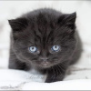 Photo №3. british shothair kitten. Germany