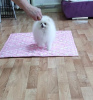 Photo №1. pomeranian - for sale in the city of Saarbrücken | 380$ | Announcement № 124454