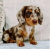 Photo №1. dachshund - for sale in the city of New Orleans | 450$ | Announcement № 56353