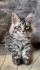 Photo №1. maine coon - for sale in the city of Queen Creek | 423$ | Announcement № 118135