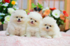 Photo №1. pomeranian - for sale in the city of Berlin | Is free | Announcement № 125319