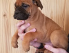 Photo №1. bullmastiff - for sale in the city of Berlin | Is free | Announcement № 126910