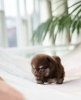 Photo №3. Cute little teacup Pomeranian puppy. United States