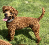 Additional photos: Toy Poodle puppies for sale