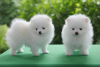 Photo №2 to announcement № 111927 for the sale of pomeranian - buy in Belarus 