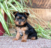 Photo №1. yorkshire terrier - for sale in the city of Essen | negotiated | Announcement № 44764