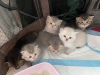 Additional photos: Kittens 