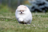 Photo №2 to announcement № 120558 for the sale of pomeranian - buy in Germany private announcement