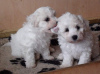 Photo №1. bichon frise - for sale in the city of Vorzova | negotiated | Announcement № 64987
