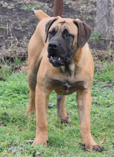 Photo №2 to announcement № 5645 for the sale of boerboel - buy in Russian Federation from nursery