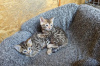 Photo №3. TICA Registered Bengal Kittens Available. Puerto Rico