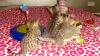 Photo №3. Newborn savannah f1 cat for sale and serval cat for adoption. United States