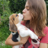 Additional photos: Beagle puppies