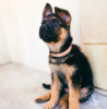 Photo №1. german shepherd - for sale in the city of Riga | 475$ | Announcement № 83370