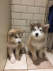 Photo №1. alaskan malamute - for sale in the city of Амерсфоорт | negotiated | Announcement № 121841