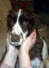 Photo №4. I will sell russian spaniel in the city of Краснокамск. from the shelter - price - Is free
