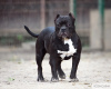 Photo №1. american bully - for sale in the city of Москва | Is free | Announcement № 11933