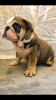 Photo №3. Vaccinated English Bulldog puppies available for loving homes with all documents. United States