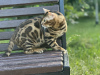 Additional photos: Gorgeous Bengal cat - GrandInterChampion of the breed