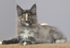 Photo №1. maine coon - for sale in the city of Kazan | negotiated | Announcement № 8537