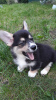 Photo №2 to announcement № 7772 for the sale of welsh corgi - buy in Belarus private announcement