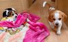 Additional photos: Beagle puppies