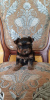 Photo №2 to announcement № 7539 for the sale of yorkshire terrier - buy in Ukraine from nursery