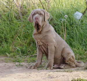 Photo №3. Kennel & quot; Alario Style & quot; presents puppies of the Neapolitan. Russian Federation