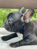 Photo №1. french bulldog - for sale in the city of Sumy | 257$ | Announcement № 11276