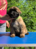 Photo №2 to announcement № 64241 for the sale of soft-coated wheaten terrier - buy in Russian Federation private announcement