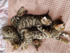 Photo №4. I will sell bengal cat in the city of Гамбург. private announcement - price - negotiated