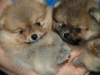 Photo №4. I will sell pomeranian in the city of Tbilisi. private announcement, from nursery, breeder - price - negotiated