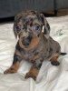 Photo №1. dachshund - for sale in the city of Charlotte Amalie | Is free | Announcement № 41042