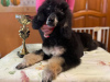 Photo №2 to announcement № 93668 for the sale of non-pedigree dogs - buy in Russian Federation from nursery